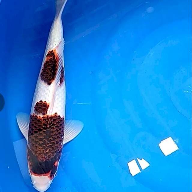 Budo goromo 35cm female