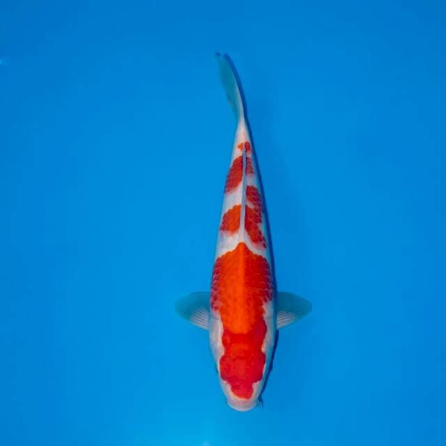 Kohaku strong male