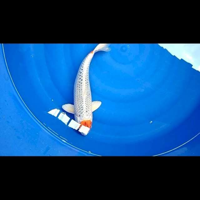 Tanco kujaku 35cm female