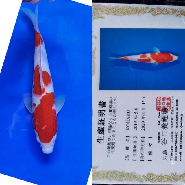 Kohaku taniguchi