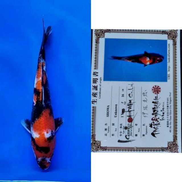 Showa isa koi farm