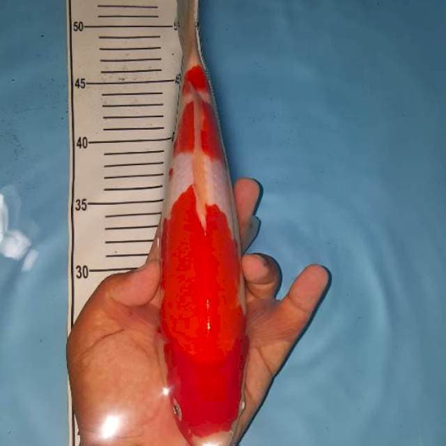 kohaku 32 cm
