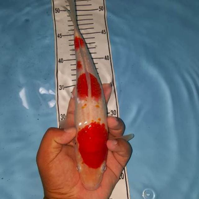 kohaku step 29 cm