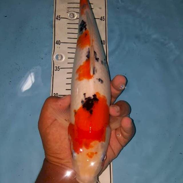 sanke 36 cm