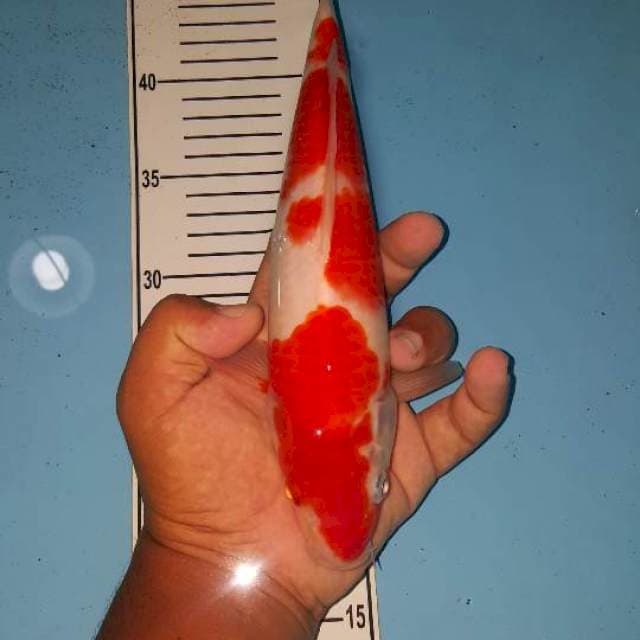 kohaku 29 cm