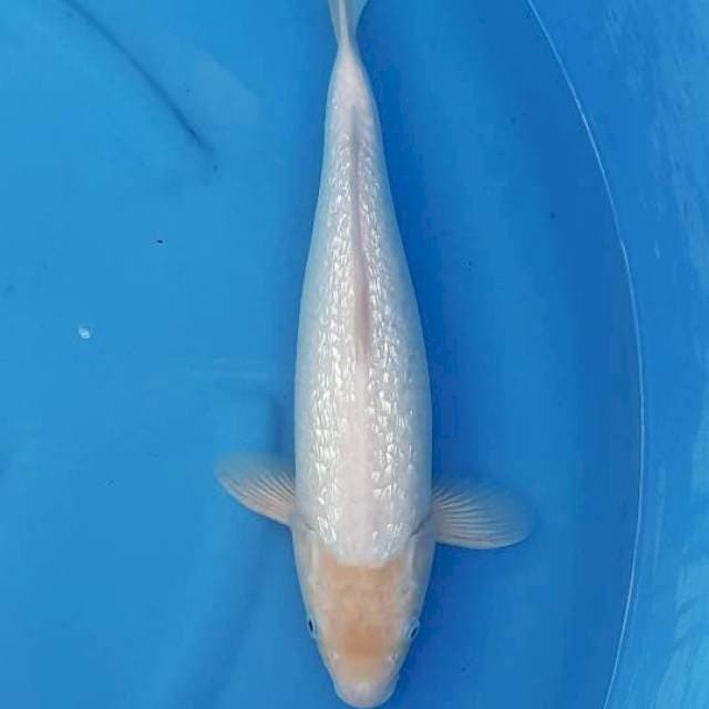 GINDRIN SHIROMUJI 42CM