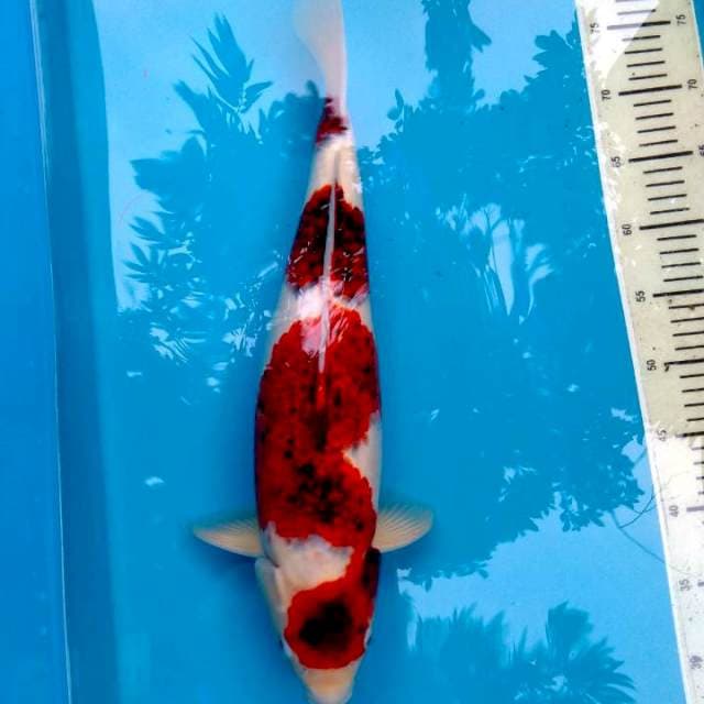 Goromo Calon Jumbo, 45 cm