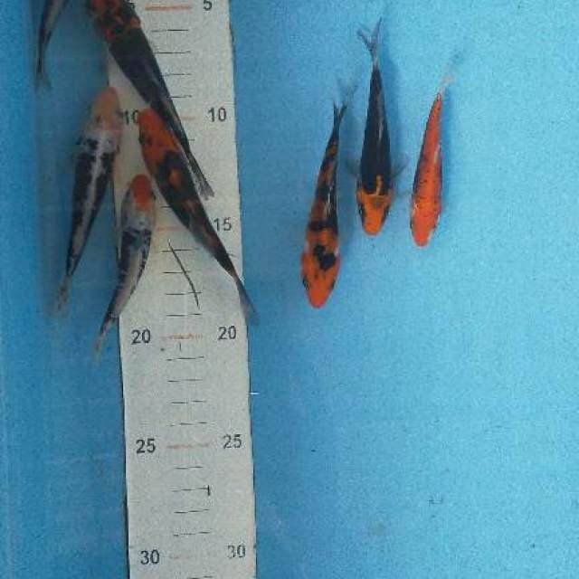 Kumonnn 9-11cm