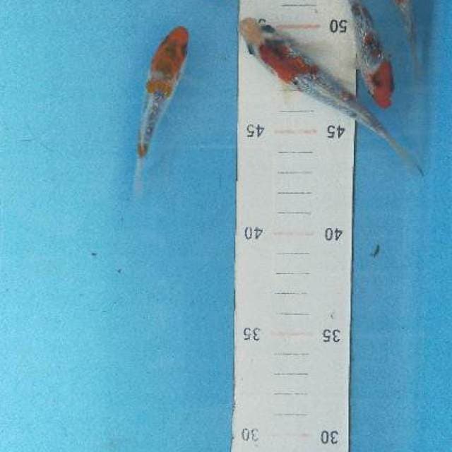 Mix gindrin padet 7-11cm