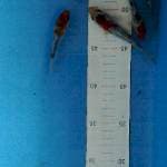 Mix gindrin padet 7-11cm