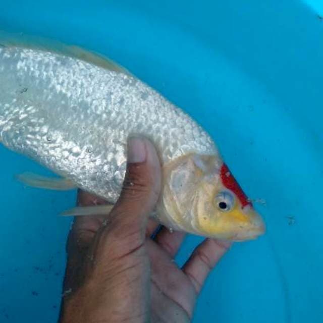 Tancho kohaku 30 cuting bulky