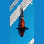 showa ginrin 20cm