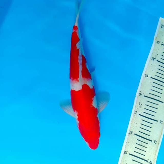 Kohaku