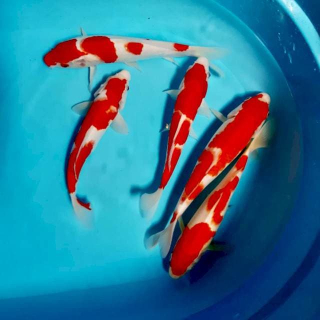 Paket kohaku 24 -28 cm