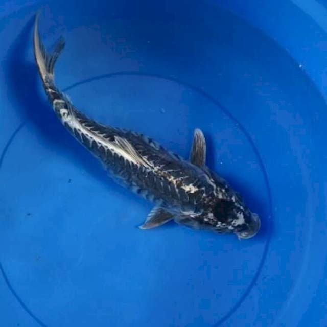 Kikokuryu 35cm antic
