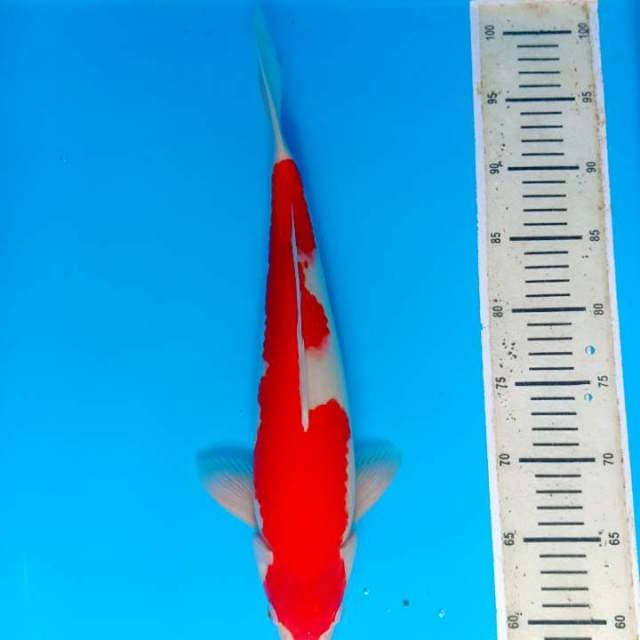 Kohaku