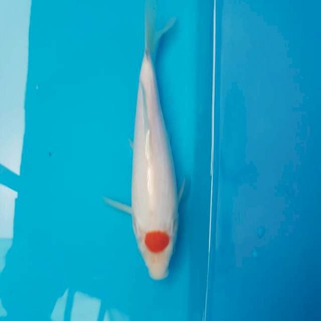 Tancho Kohaku F1 Momotaro