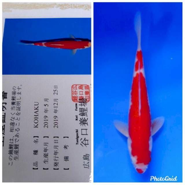 Kohaku import taniguchi farm