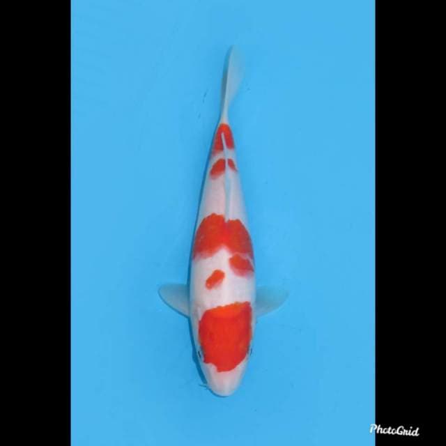 Tosai Kohaku SQ , 18cm 