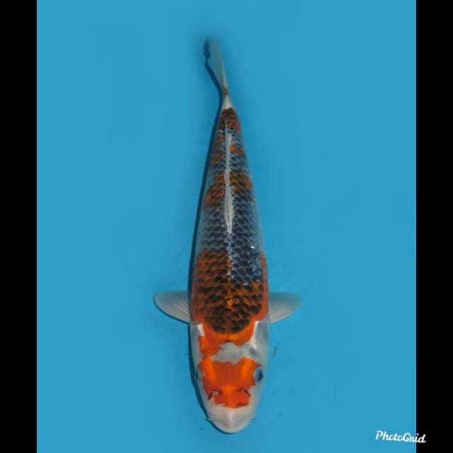 Goshiki , 35cm 