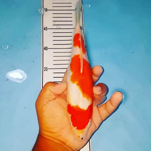 kohaku 28 cm