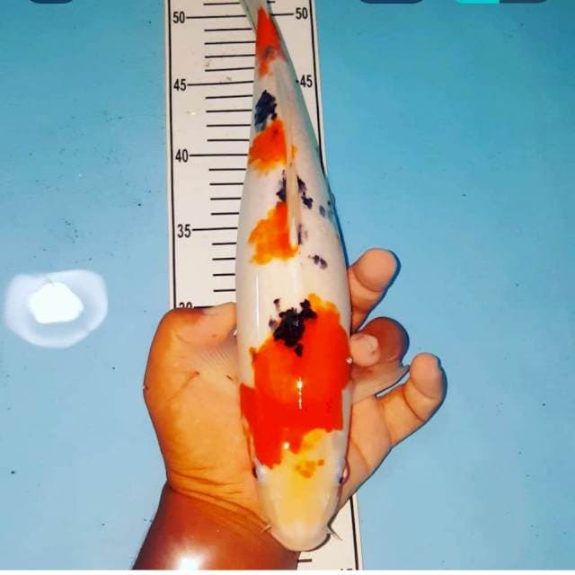 sanke 37 cm