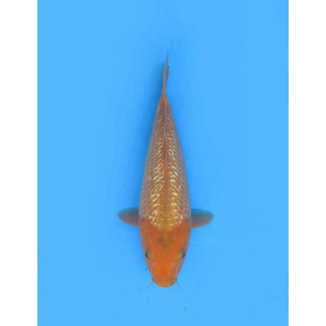 Aka Matsuba Ginrin Bulky - 29cm Male