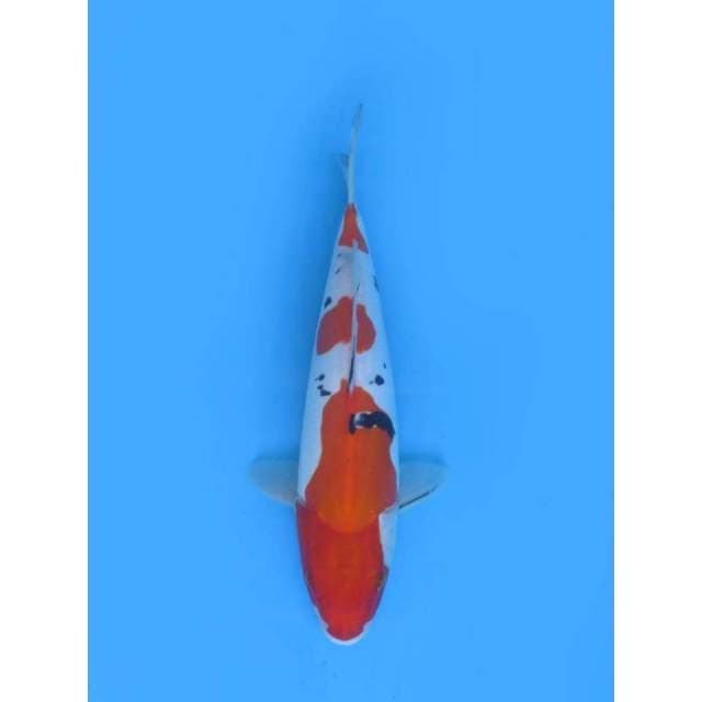 Sanke Doitsu Murni - 32cm Male