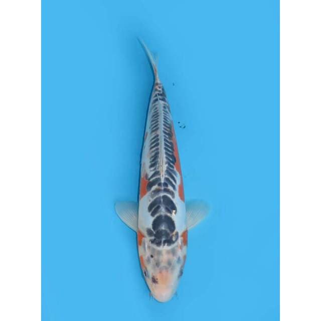 Shusui - 33cm Male