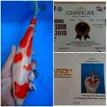 SQ kohaku 26cm male, serti  (2x) juara 1