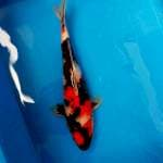 Showa 26cm male, maknyusss