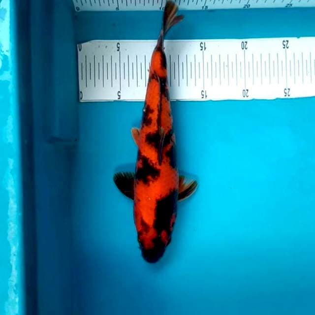 Hi Utsuri # 30cm