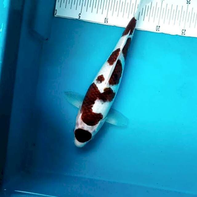 Budo Goromo SQ # 32CM