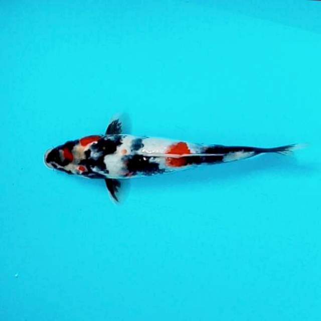 Showa # 29cm
