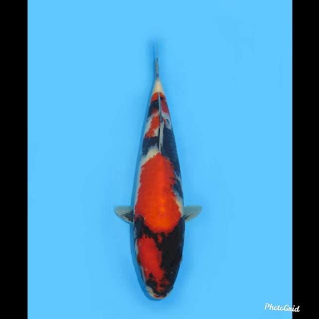 Super HQ , 28cm 