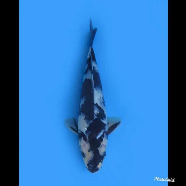 Jet Black , Shiro Tidak Bocor , 28cm