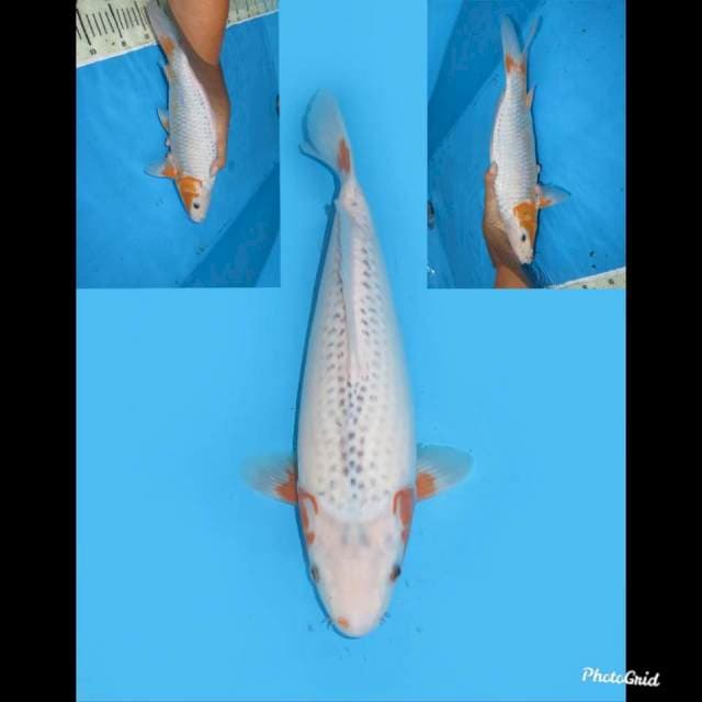JT Super Bulky  , 35cm 