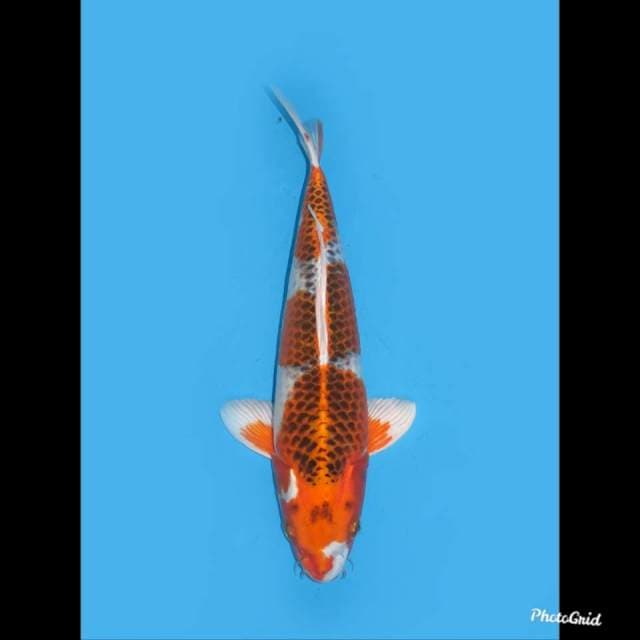  Unique , 37cm 