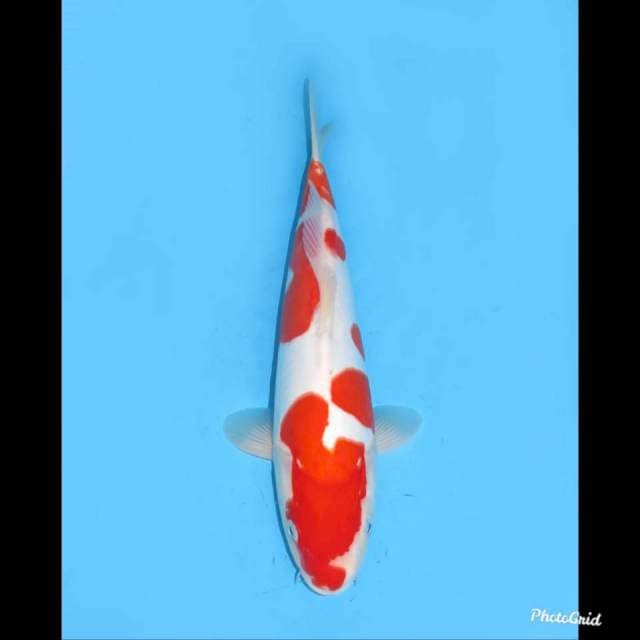 Super Red , 35cm 