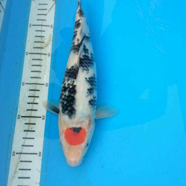 TANCHO TATEGOI 28CM