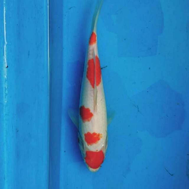 MARUTEN KOHAKU 28CM