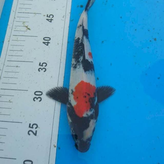 KINDAI SHOWA 30CM