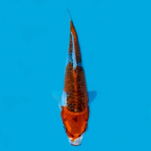 Kujaku 16cm