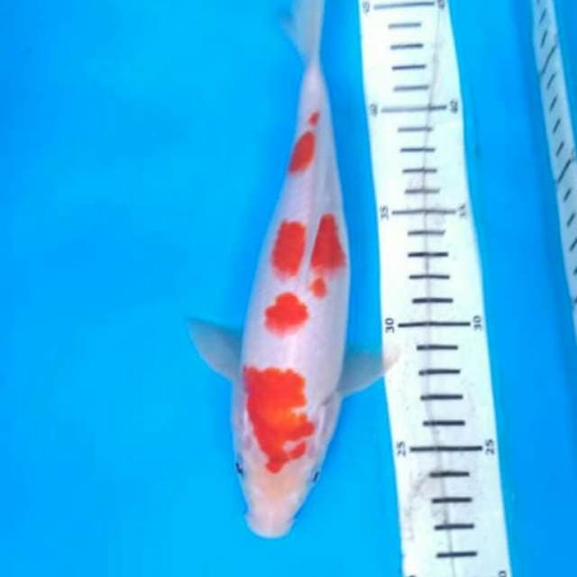 KOHAKU 3 step