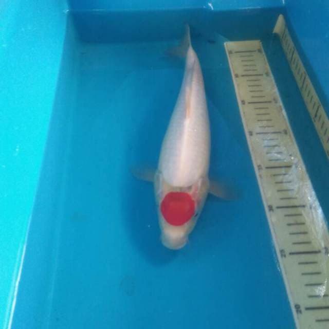 Tancho 33 cm