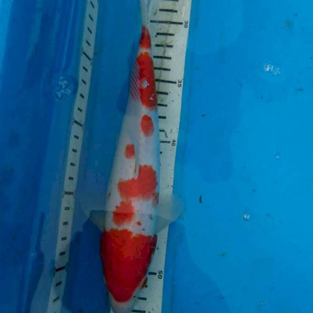 KOHAKU