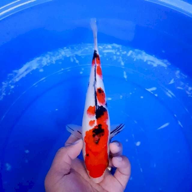 Sanke Size 24cm