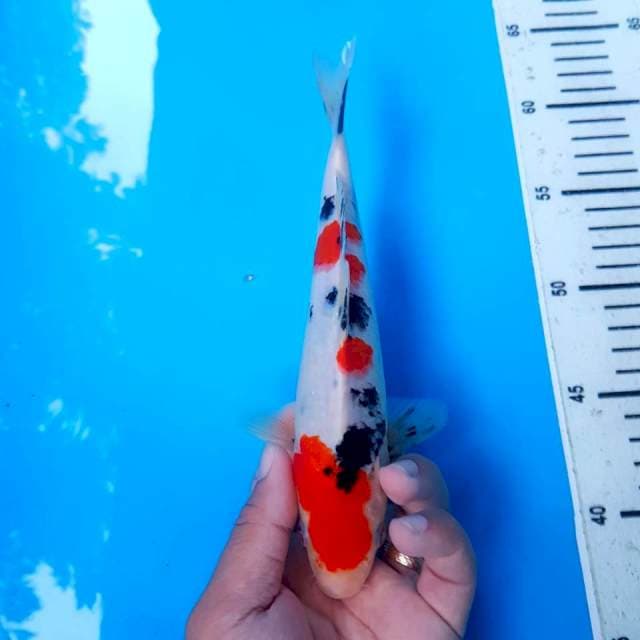 Sanke size 22cm