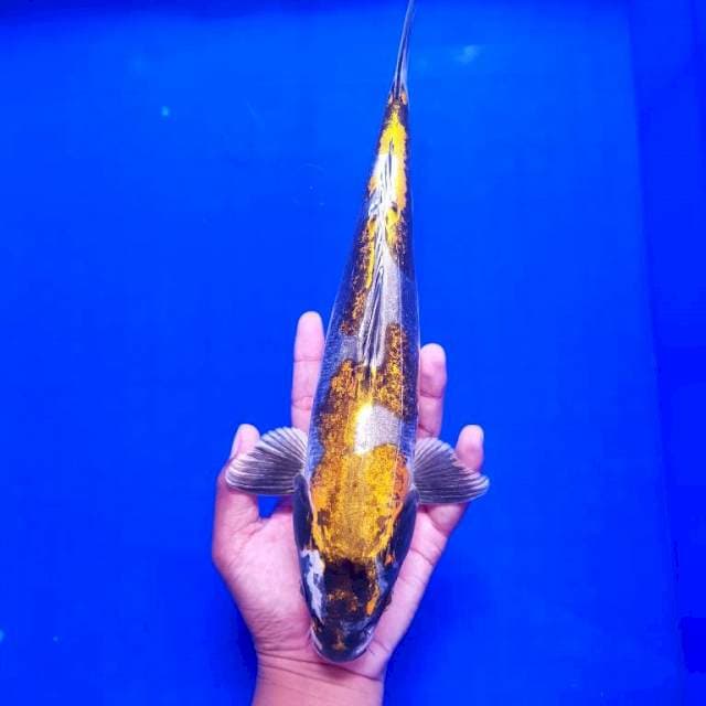 Inazuma Kinkiko Original 33cm