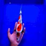 Kindai Showa Original 30cm